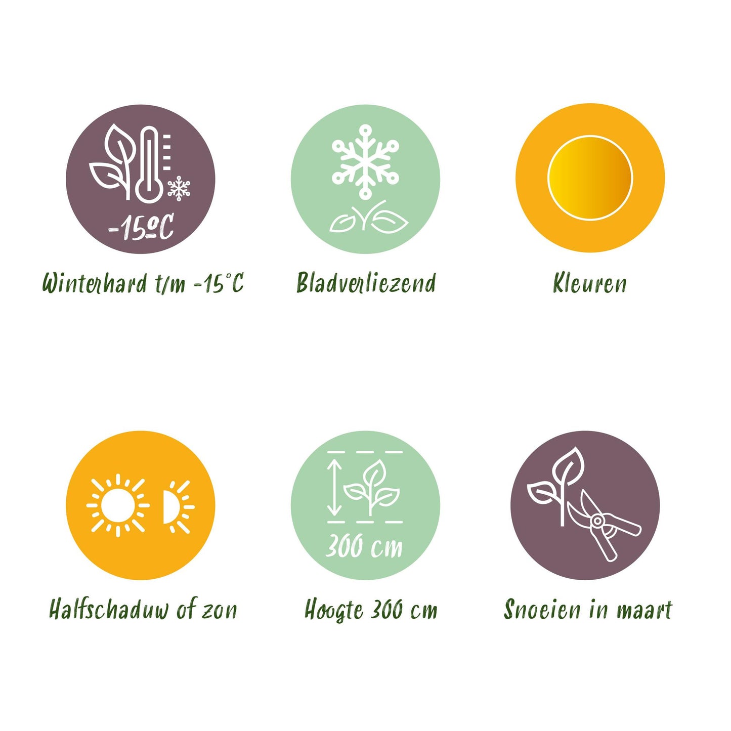 Green boutiQ - Terrace plant - Japanese Maple - Acer palmatum Summergold - Yellow - 1 Plant - Deciduous - Pot 19cm Height 70cm