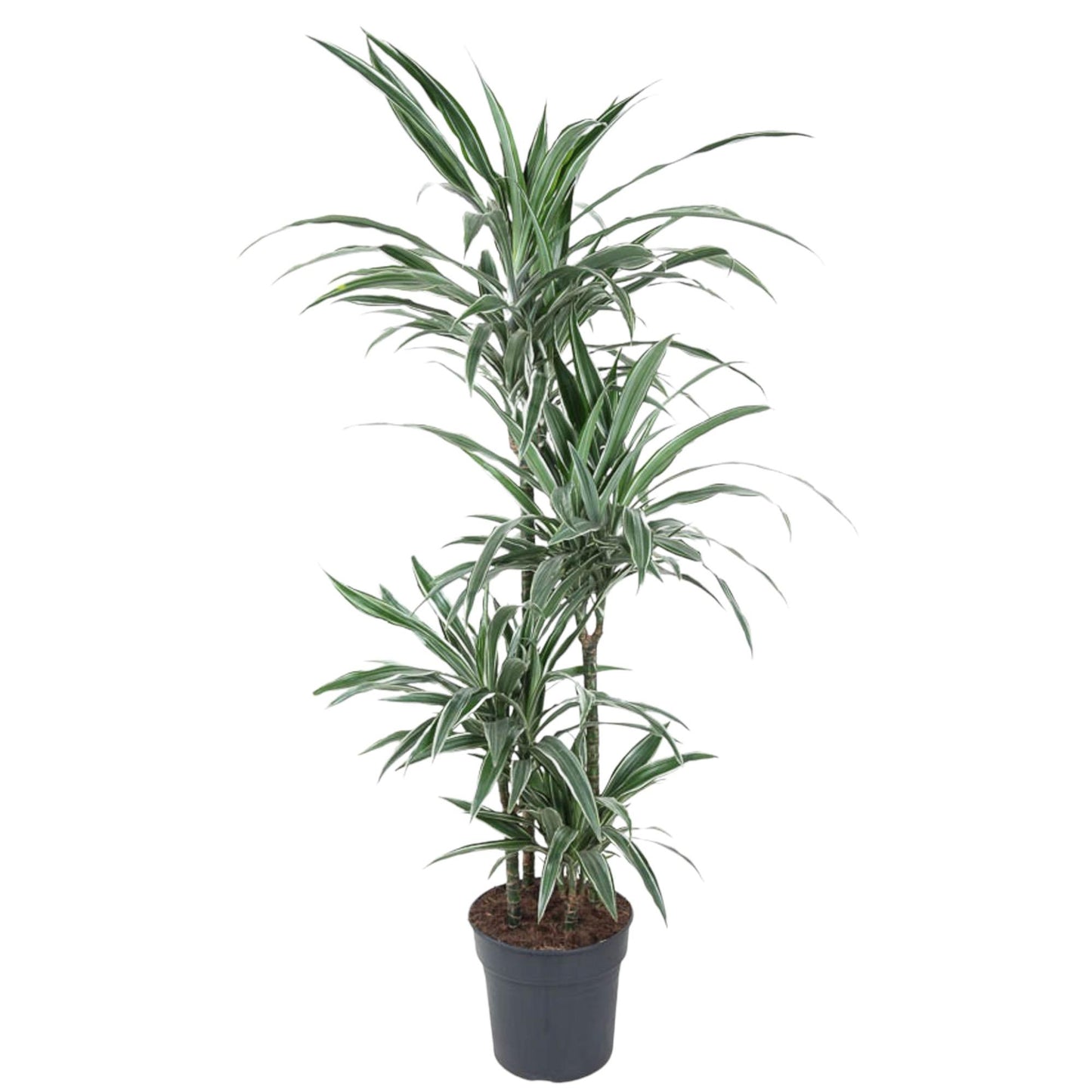 Dracaena Warneckei - 145 cm - ø24