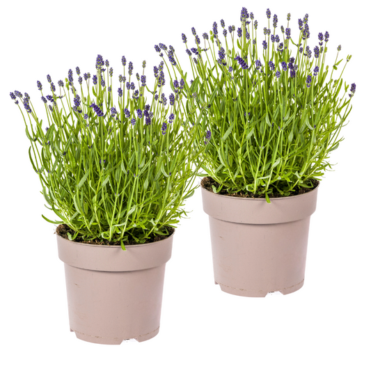 2x Lavandula angustifolia Ø19cm - ↕40 - 50cm