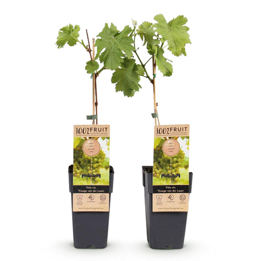 Green boutiQ - Fruit plant - White Grape - Vitis vinifera Vroege van der Laan - 2 plants - Pot 15cm Height 50cm