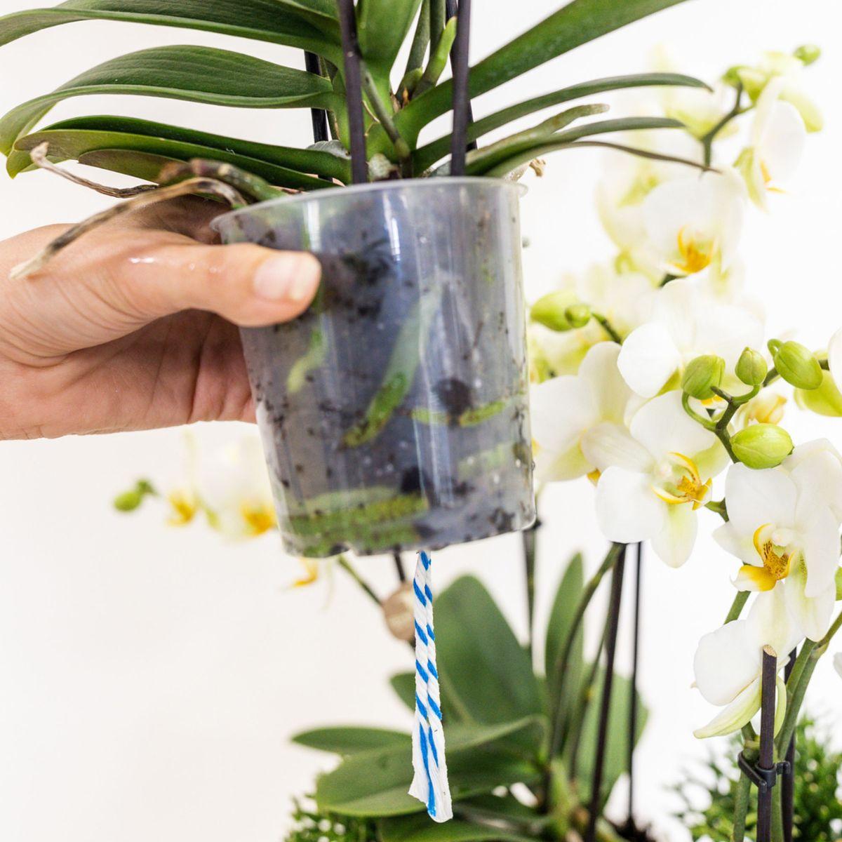 Kolibri Orchids | white orchid set in Honey dish incl. water reservoir | three white orchids Ghent 12cm | Mono Bouquet white with self-sufficient water reservoir