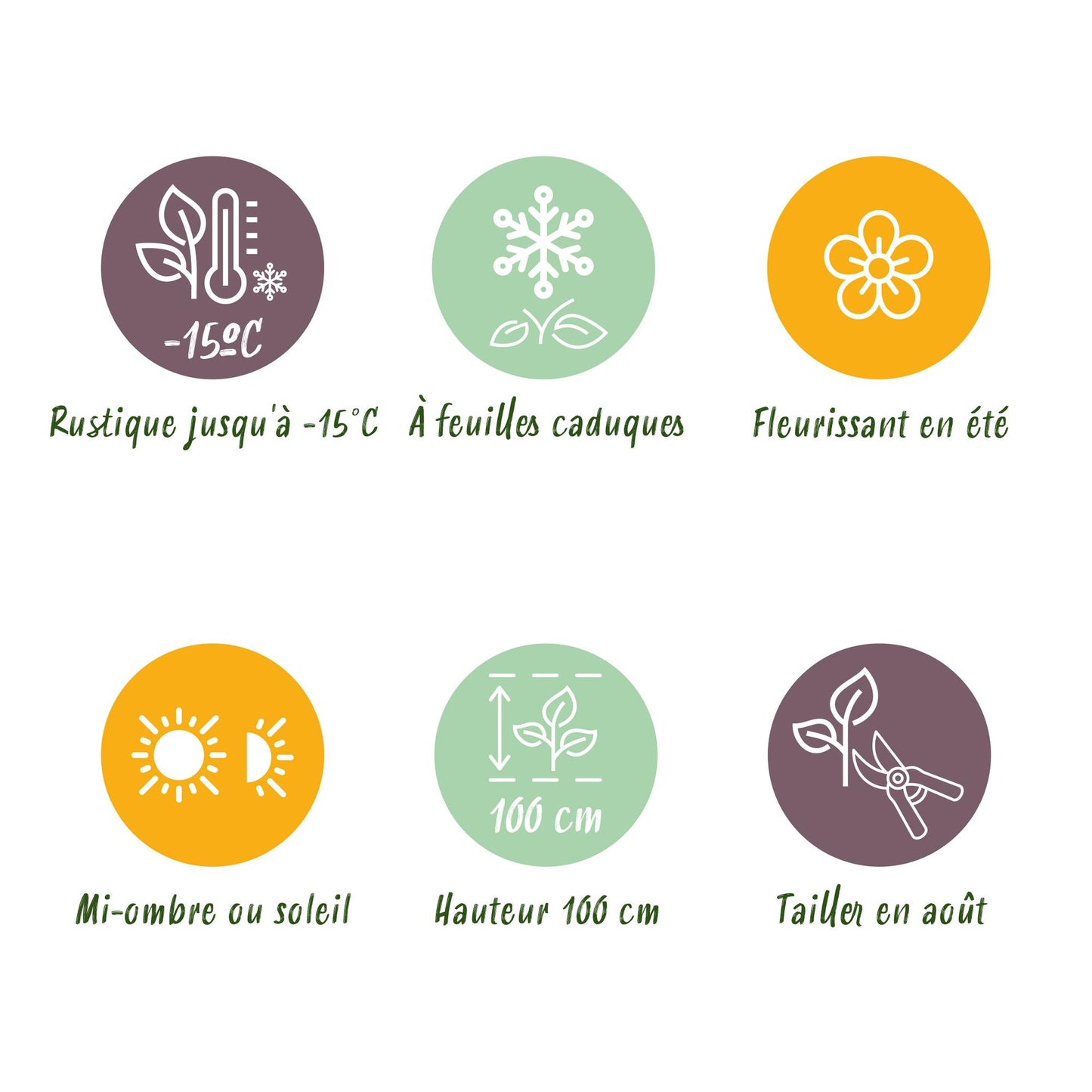 Green boutiQ - Terrace plant - Hydrangea - Hydrangea Magical Jewel Blue - Blue - 6-10 Flowers - 2 Plants - Pot 23cm Height 55cm