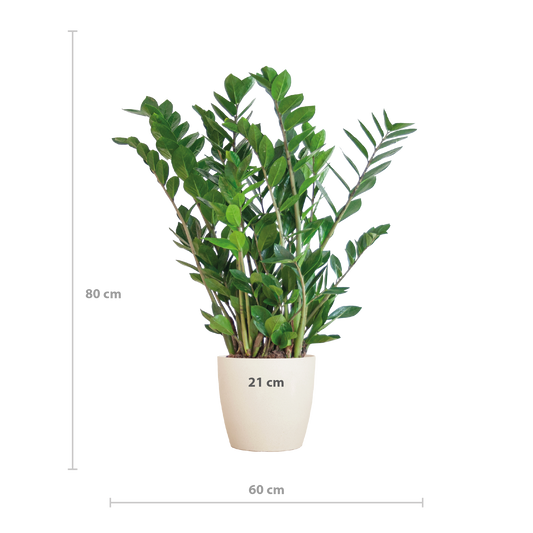 Zamioculcas Zamiifolia with Viber white - 80cm - Ø21