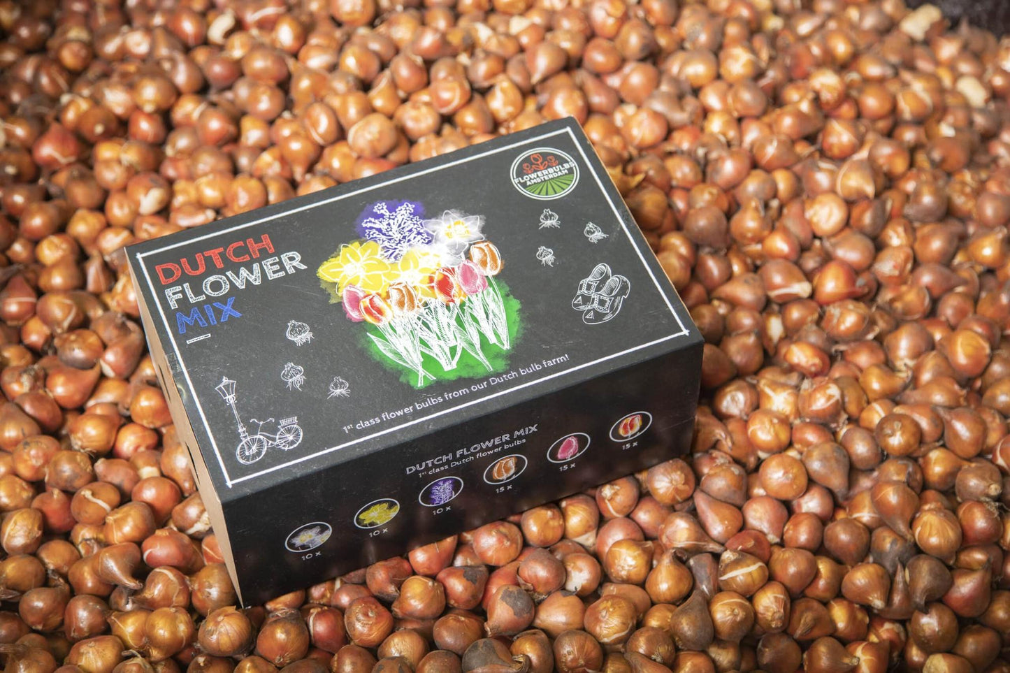 Flowerbulbs Amsterdam - Dutch Flower Mix - Luxury large box, 75 flower bulbs for 2 m² of floral splendor - Size 12+