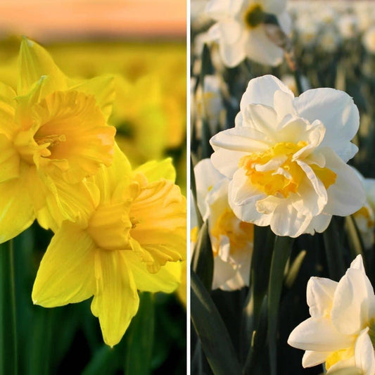 Flowerbulbs Amsterdam - Wild Beauties - 20 flower bulbs - Size 12/14