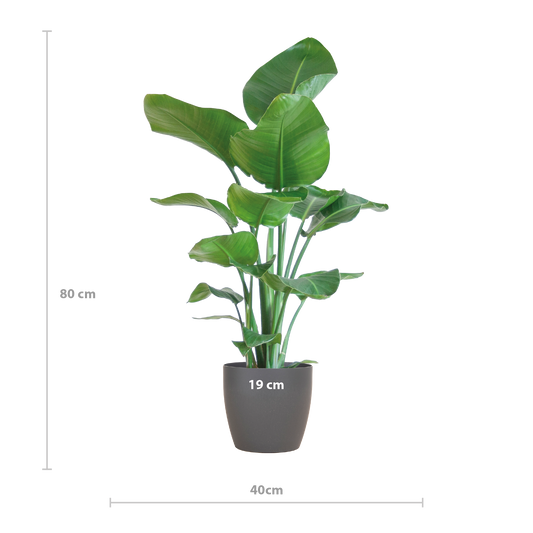 Strelitzia Nicolai with Viber pot grey - 80cm - Ø21