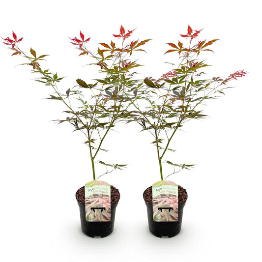 Green boutiQ - Terrace plant - Japanese Maple - Acer palmatum Sumi-nagashi - Red - 2 Plants - Deciduous - Pot 19cm Height 70cm