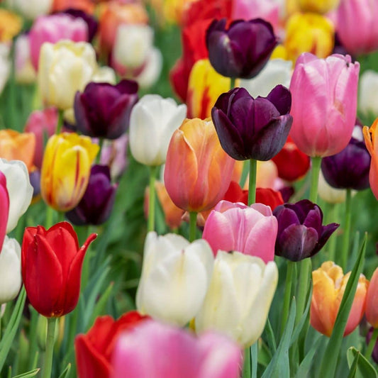 Flowerbulbs Amsterdam - Medium Tulip Mix - Sustainable value bag, 50 flower bulbs for 1 m² of floral splendor - Size 12+ 