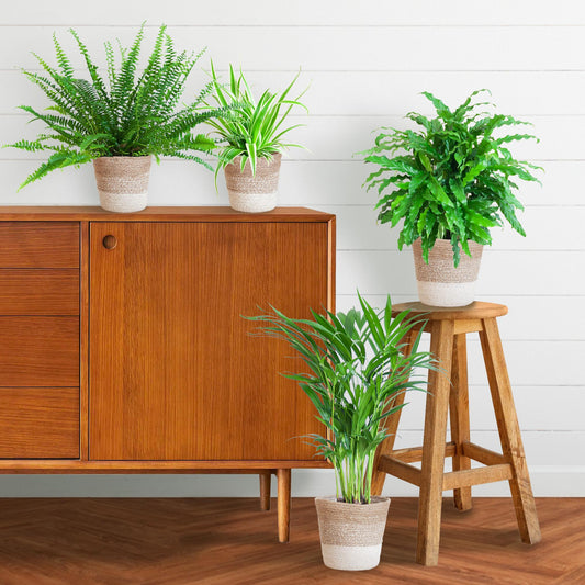 Animal friendly plant set