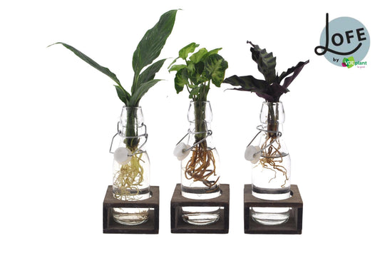 Intenz Mix in Ann Glass (white cap) + Natural Single - 3 pieces - Ø7cm - ↕25cm