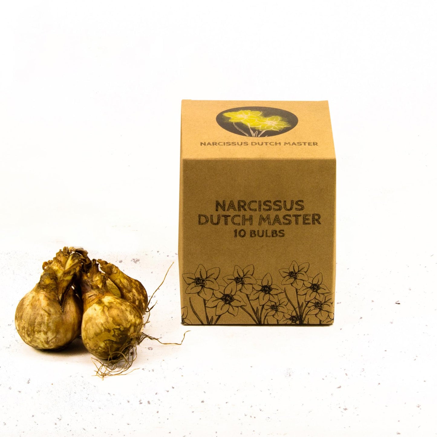 Flowerbulbs Amsterdam - Dutch Master - 10 flower bulbs - Size 12/14