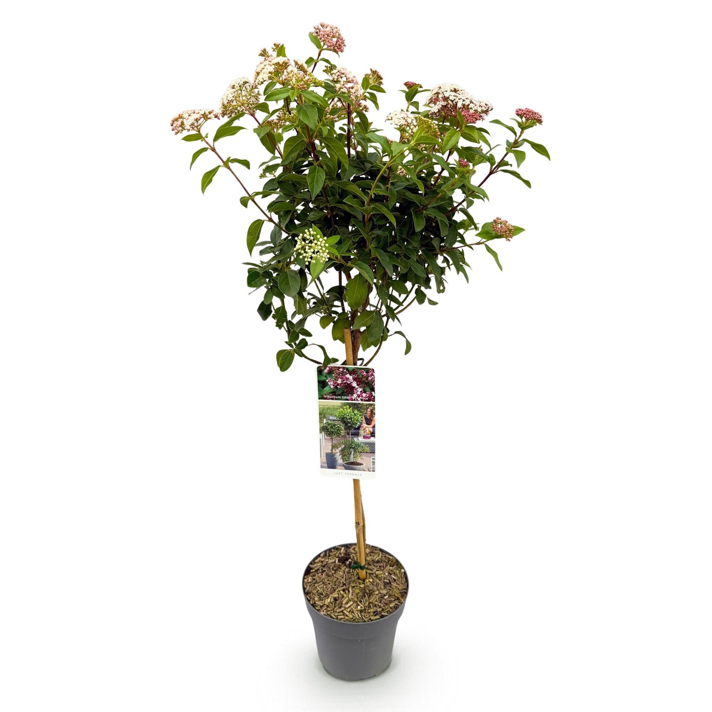 Green boutiQ - Plant op Stam - Viburnum tinus Eve Price - Terras Plant - Bladhoudend - Winterhard - Wit-Roze Bloem - Pot 19cm Hoogte 90cm