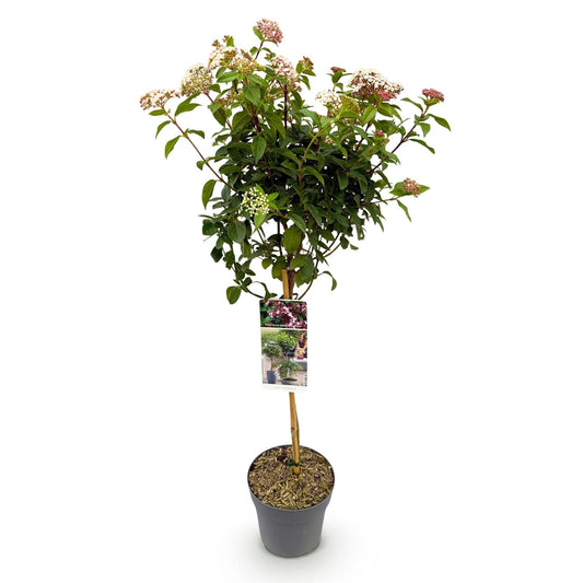 Green boutiQ - Plant op Stam - Viburnum tinus Eve Price - Terras Plant - Bladhoudend - Winterhard - Wit-Roze Bloem - Pot 19cm Hoogte 90cm
