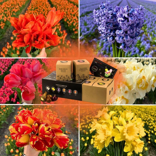 Flowerbulbs Amsterdam - Dutch Flower Mix - Luxury large box, 75 flower bulbs for 2 m² of floral splendor - Size 12+