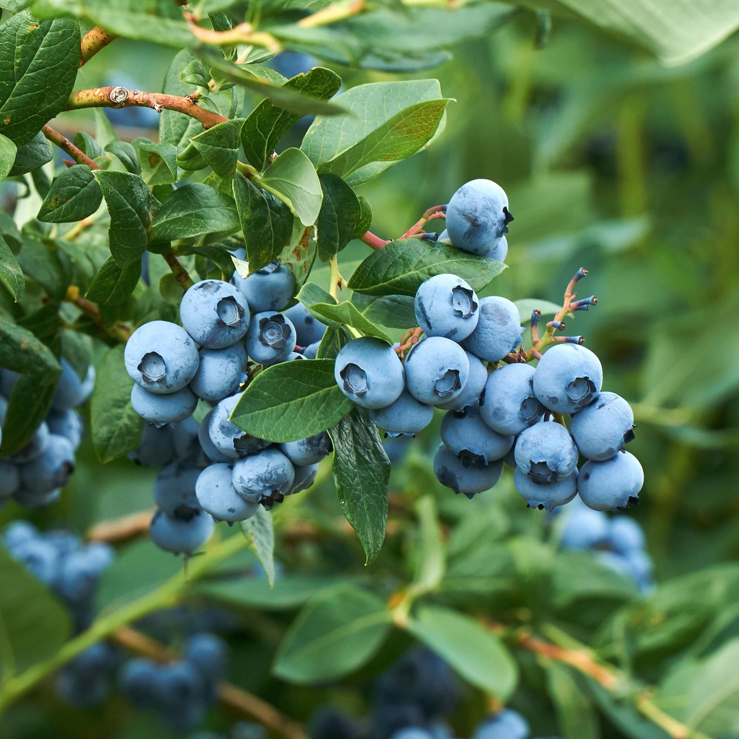 Green boutiQ - Fruit plant - Blueberry - Vaccinium corymbosum Goldtraube - Blueberry - Thornless - 2 plants - Pot 11cm Height 40cm