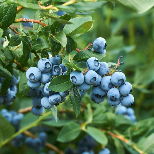 Green boutiQ - Fruitplant - Bosbes -  Vaccinium corymbosum Goldtraube -  Blauwe bes - Doornloos - 2 planten -  Pot 11cm Hoogte 40cm