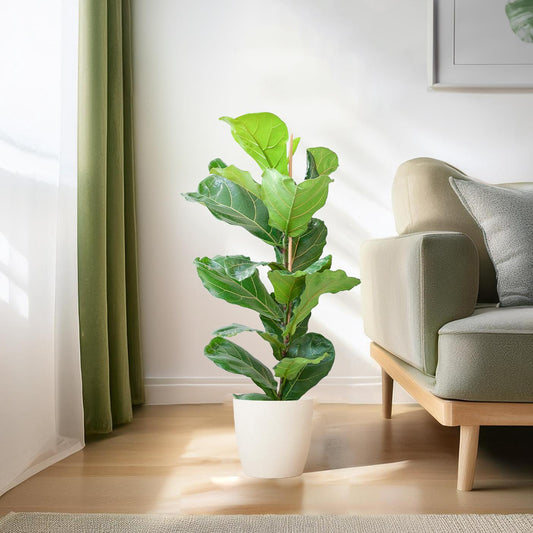 Ficus Lyrata with Viber pot white - 80cm - Ø21