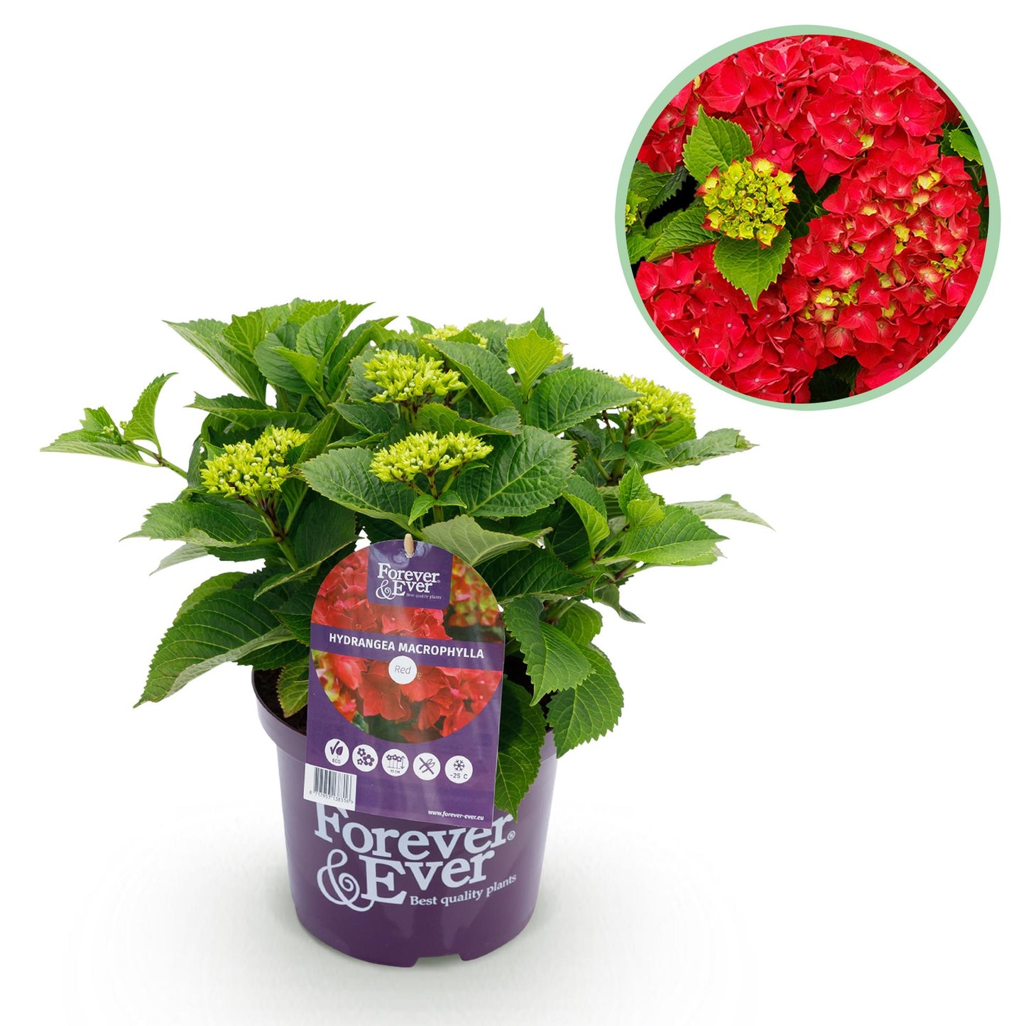 Green boutiQ - Patio plant - Hydrangea - Hydrangea Forever &amp; Ever - Red - 7-12 Flowers - Pot 23cm Height 55cm