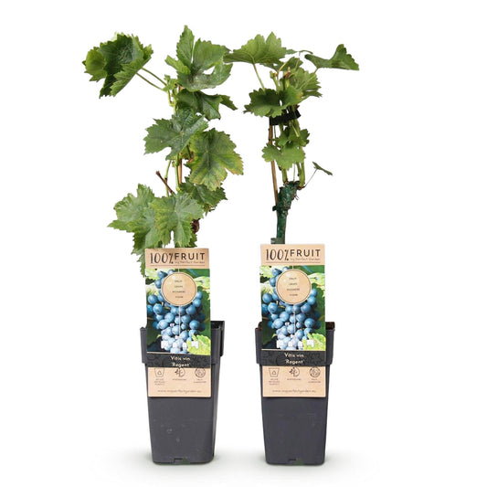 Green boutiQ - Obstpflanze - Blaue Traube - Vitis vinifera Regent - 2 Pflanzen - Topf 15cm Höhe 50cm