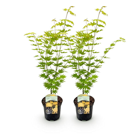 Green boutiQ - Terrace plant - Japanese Maple - Acer palmatum Jordan - Yellow - 2 Plants - Deciduous - Pot 19cm Height 70cm