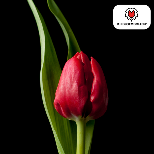 Tulpenbollen Ile de France – 20 Stuks