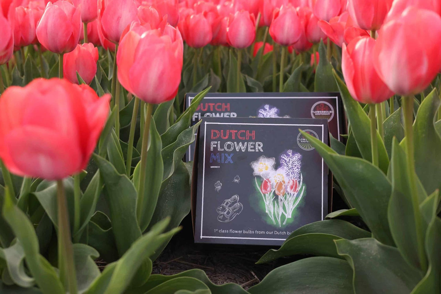 Flowerbulbs Amsterdam - Dutch Flower Mix - Luxury medium box, 40 flower bulbs for 1 m² of floral splendor - Size 12+