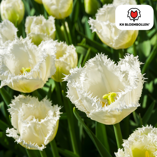 Tulpenbollen Honeymoon – 20 Stuks