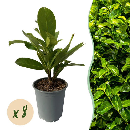 Green boutiQ - Hedge plants - Prunus laurocerasus Rotundifolia - leaf green - 8 plants - 1 linear meter - evergreen - pot 9cm height 30-35cm