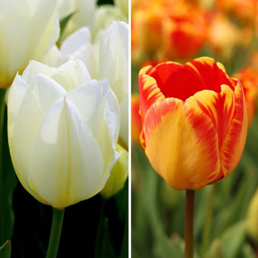 Flowerbulbs Amsterdam - Nadine's Happiness - 30 flower bulbs - Size 12+