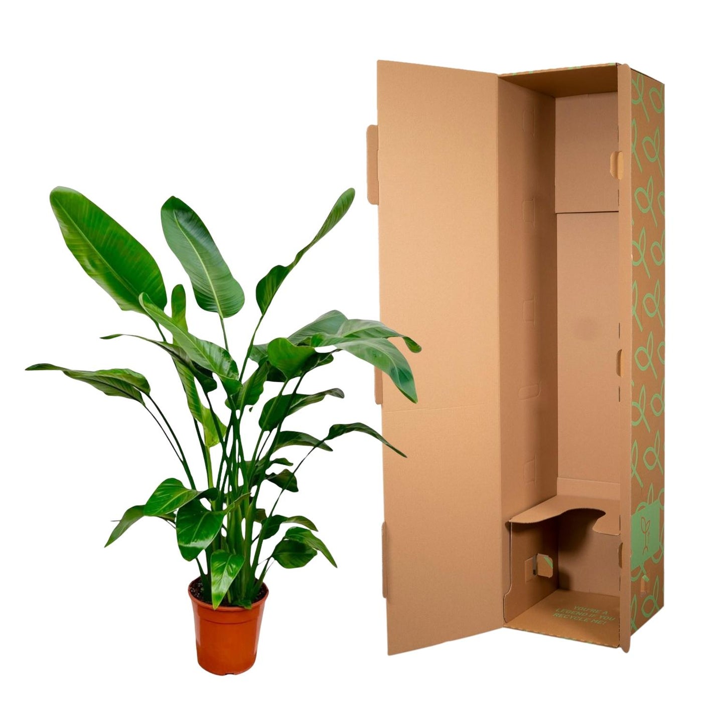 Strelitzia Nicolai - 140 - 150cm - Ø24