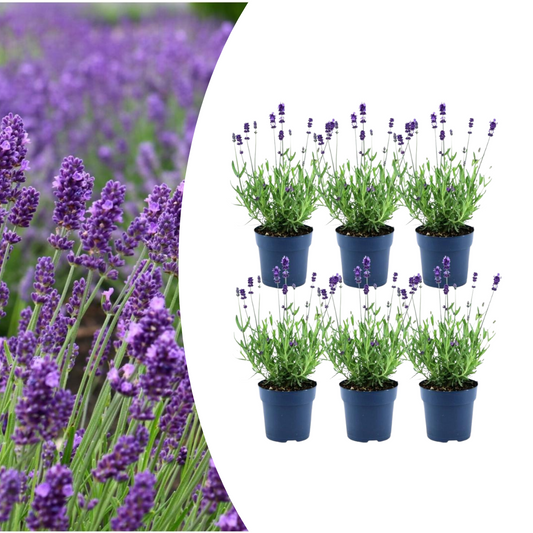 6x Lavandula angustifolia Felice® - 12 cm pot - Set of 6 Lavender plants