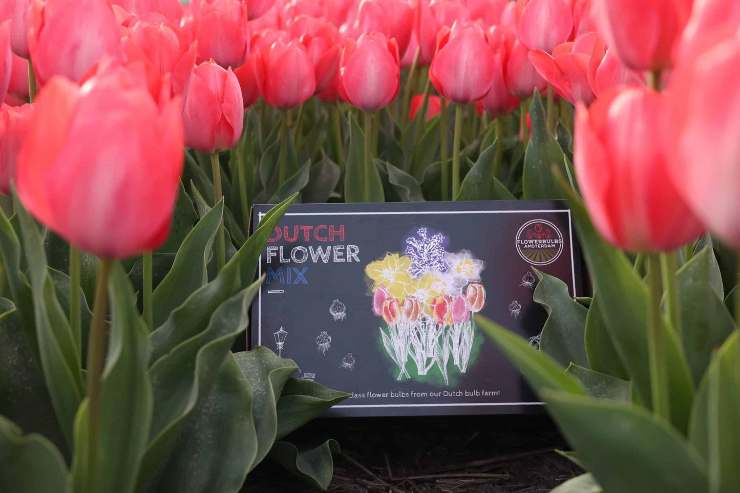 Flowerbulbs Amsterdam - Dutch Flower Mix - Luxury large box, 75 flower bulbs for 2 m² of floral splendor - Size 12+