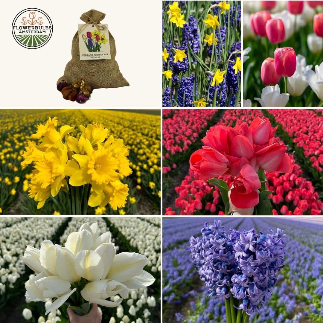 Flowerbulbs Amsterdam - Medium Holland Mix - Sustainable value bag, 50 flower bulbs for 1 m² of floral splendor - Size 12+