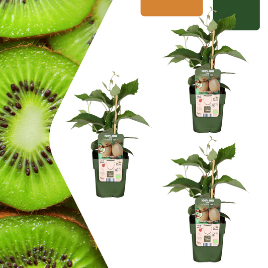 3 x Organic kiwi plants - Ø 13 cm - ↨ 20 cm