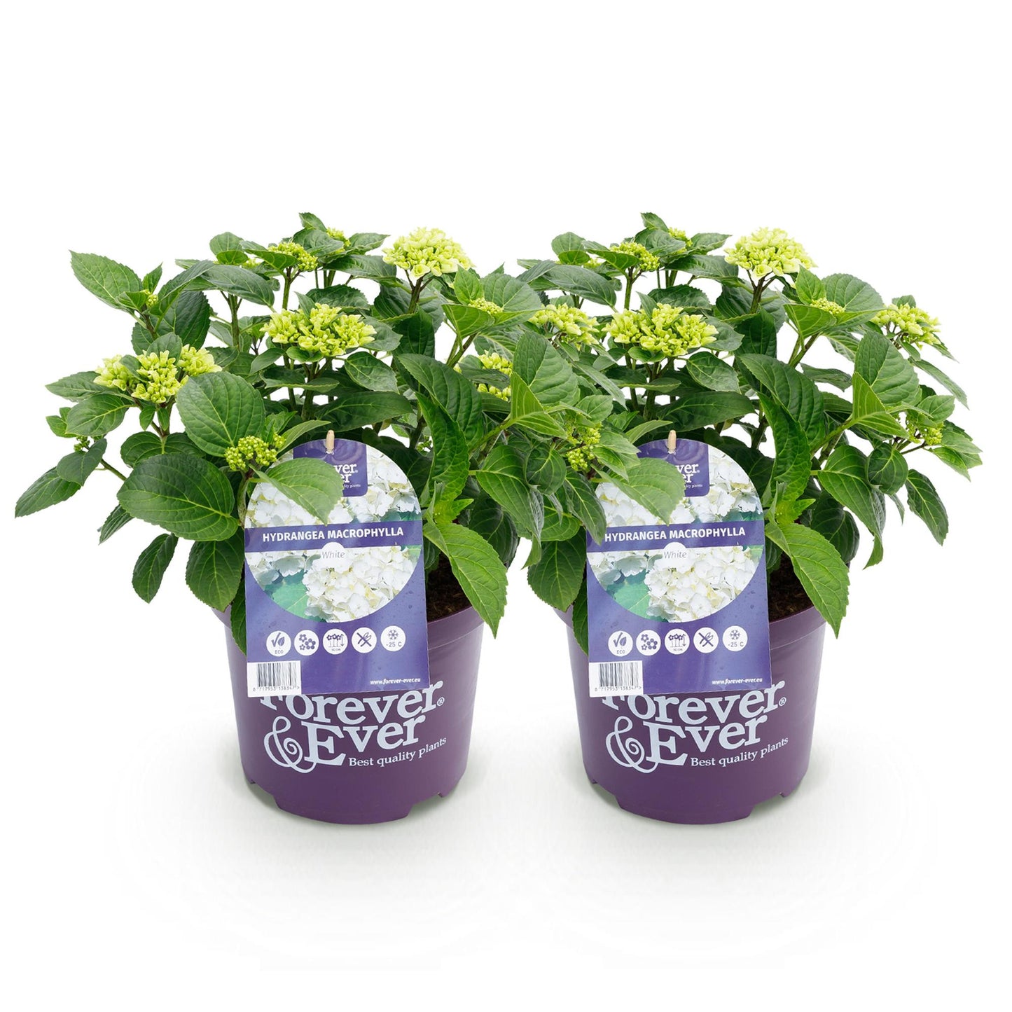 Green boutiQ - Terrace plant - Hydrangea - Hydrangea Forever &amp; Ever - White - 7-12 Flowers - 2 Plants - Pot 23cm Height 55cm