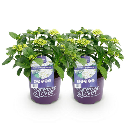 Green boutiQ - Terrace plant - Hydrangea - Hydrangea Forever &amp; Ever - White - 7-12 Flowers - 2 Plants - Pot 23cm Height 55cm