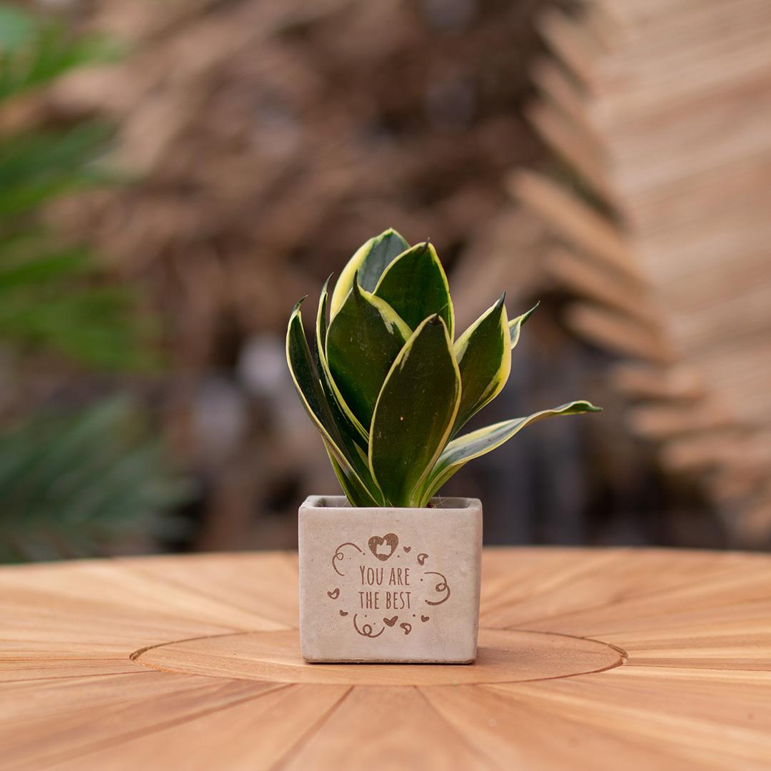 Congreet Blumentöpfe + Sansevieria | Du bist der beste 