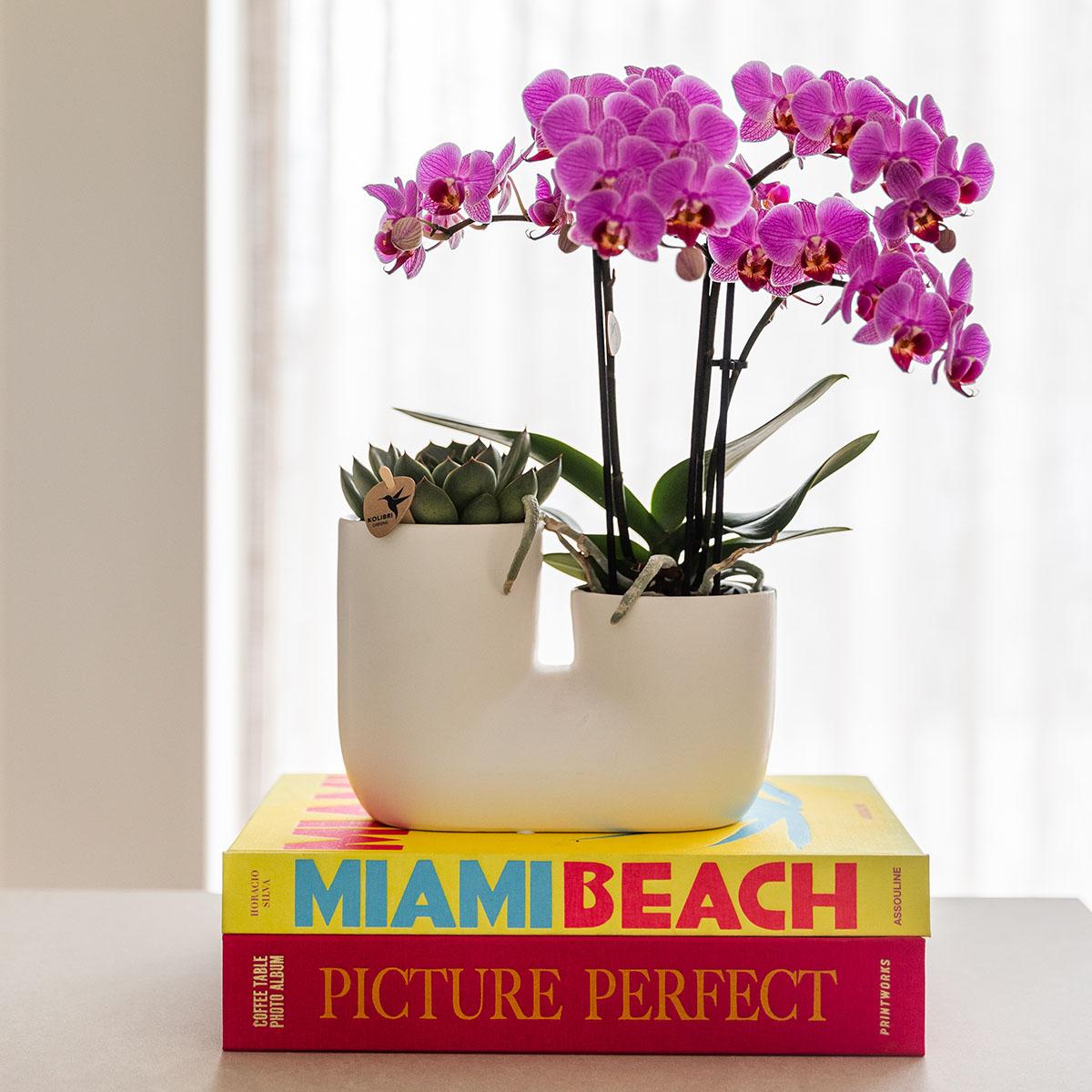 Kolibri Orchids | Set of pink orchid Vienna and succulent in Tube decorative pot white - pot size Ø9cm | flowering houseplant - fresh from the grower