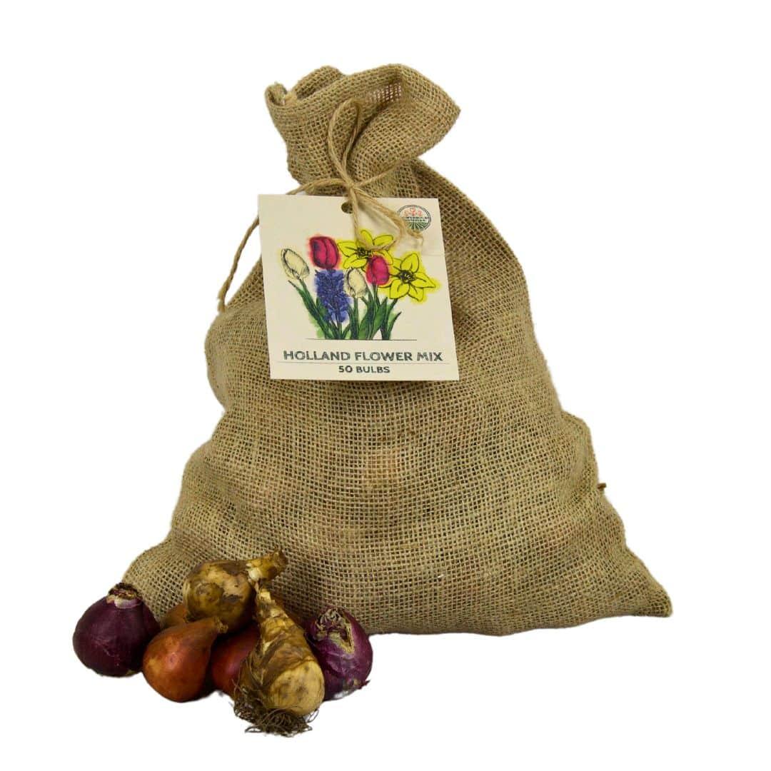 Flowerbulbs Amsterdam - Medium Holland Mix - Sustainable value bag, 50 flower bulbs for 1 m² of floral splendor - Size 12+