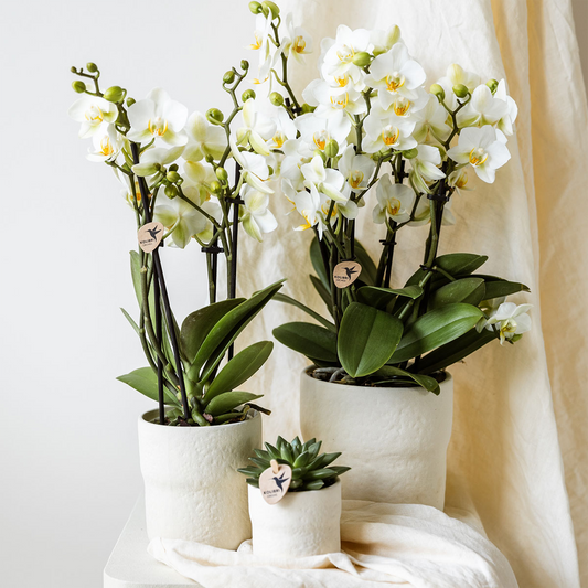 Hummingbird Home | Rustic decorative pot - White - Ø9cm