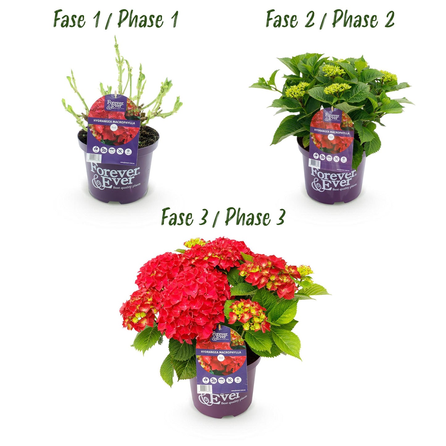 Green boutiQ - Terrace plant - Hydrangea - Hydrangea Forever &amp; Ever - Red - 7-12 Flowers - 2 Plants - Pot 23cm Height 55cm