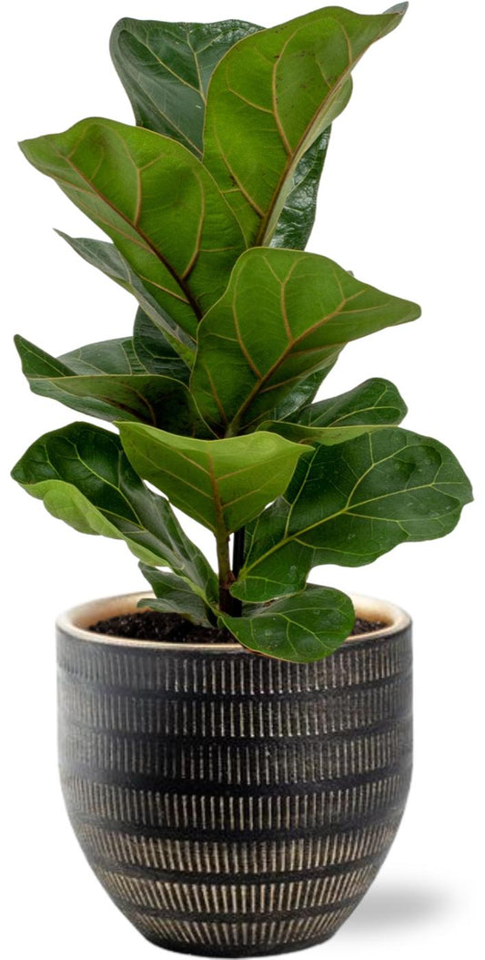 Ficus Lyrata - Ø12cm - ↕30cm + Beau Pot D14x13cm - Black