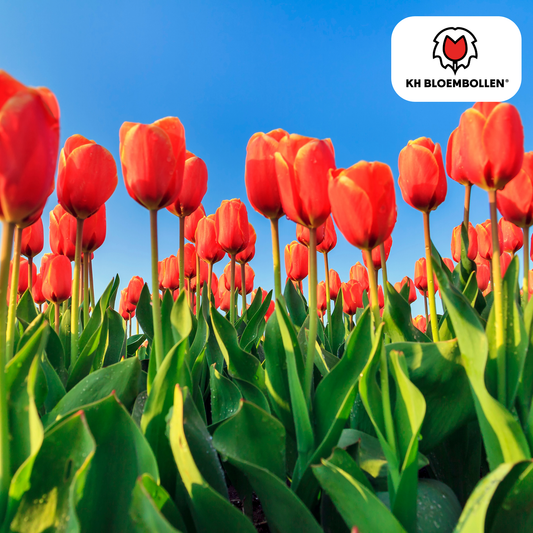 Tulpenbollen Dafeng – 20 Stuks