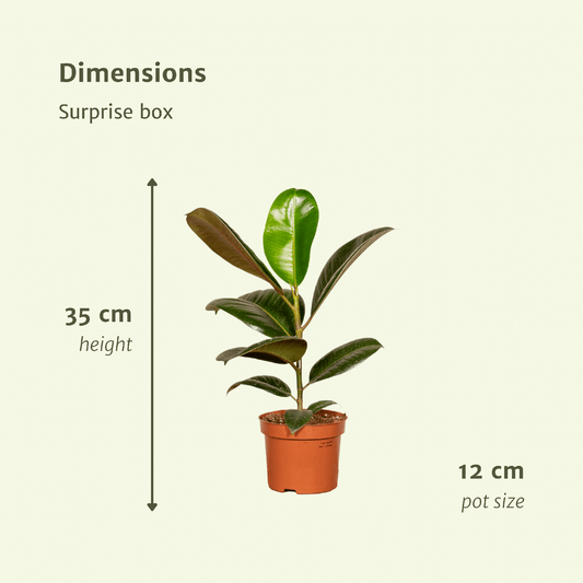 Surprise box - Ø12cm - ↕25cm - x6