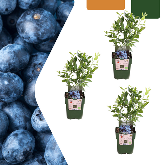 3 x Blueberry plants BIO - Ø 13 cm - ↨ 20 cm