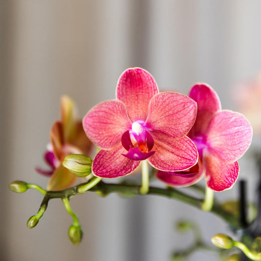 Kolibri Orchids | COMBI DEAL of 4 orange Phalaenopsis orchids - Congo - pot size Ø9cm | flowering houseplant - fresh from the grower