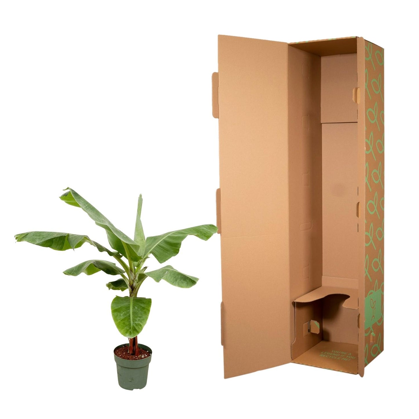 Bananenpflanze (Musa) - 160 cm - Ø30
