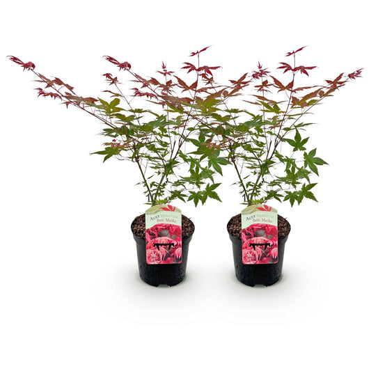 Green boutiQ - Terrace plant - Japanese Maple - Acer palmatum Beni Maiko - Red - 2 Plants - Deciduous - Pot 19cm Height 70cm