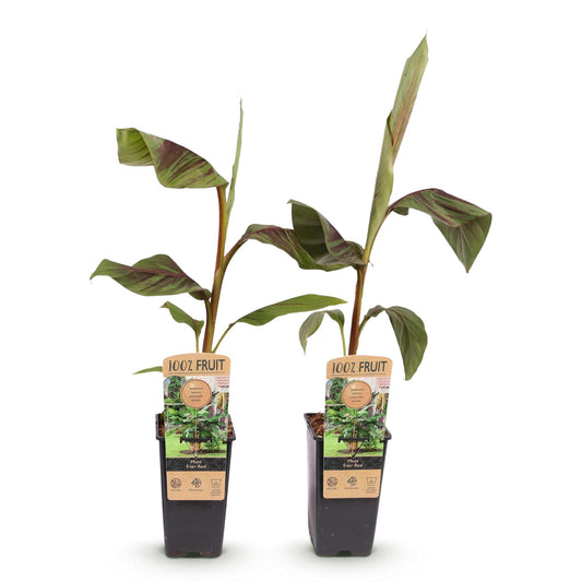 Japanese fiber banana - Musa Ever Red - Winter hardy - 2 plants