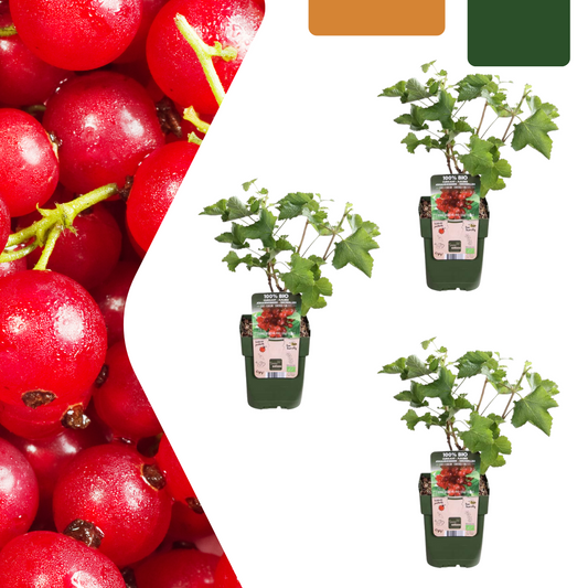 3 x Organic Gooseberry Plants - Ø 13 cm - ↨ 20 cm